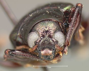 Media type: image; Entomology 9791   Aspect: head frontal view